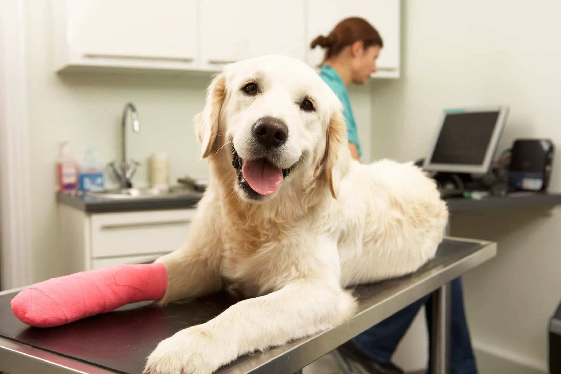 Dog receiving veterinary care